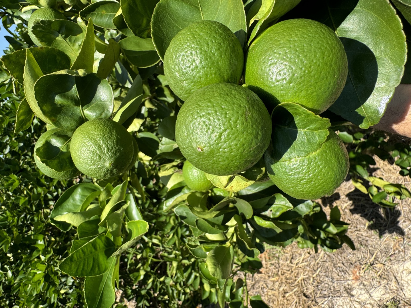 Frutos no pé — agosto de 2024.