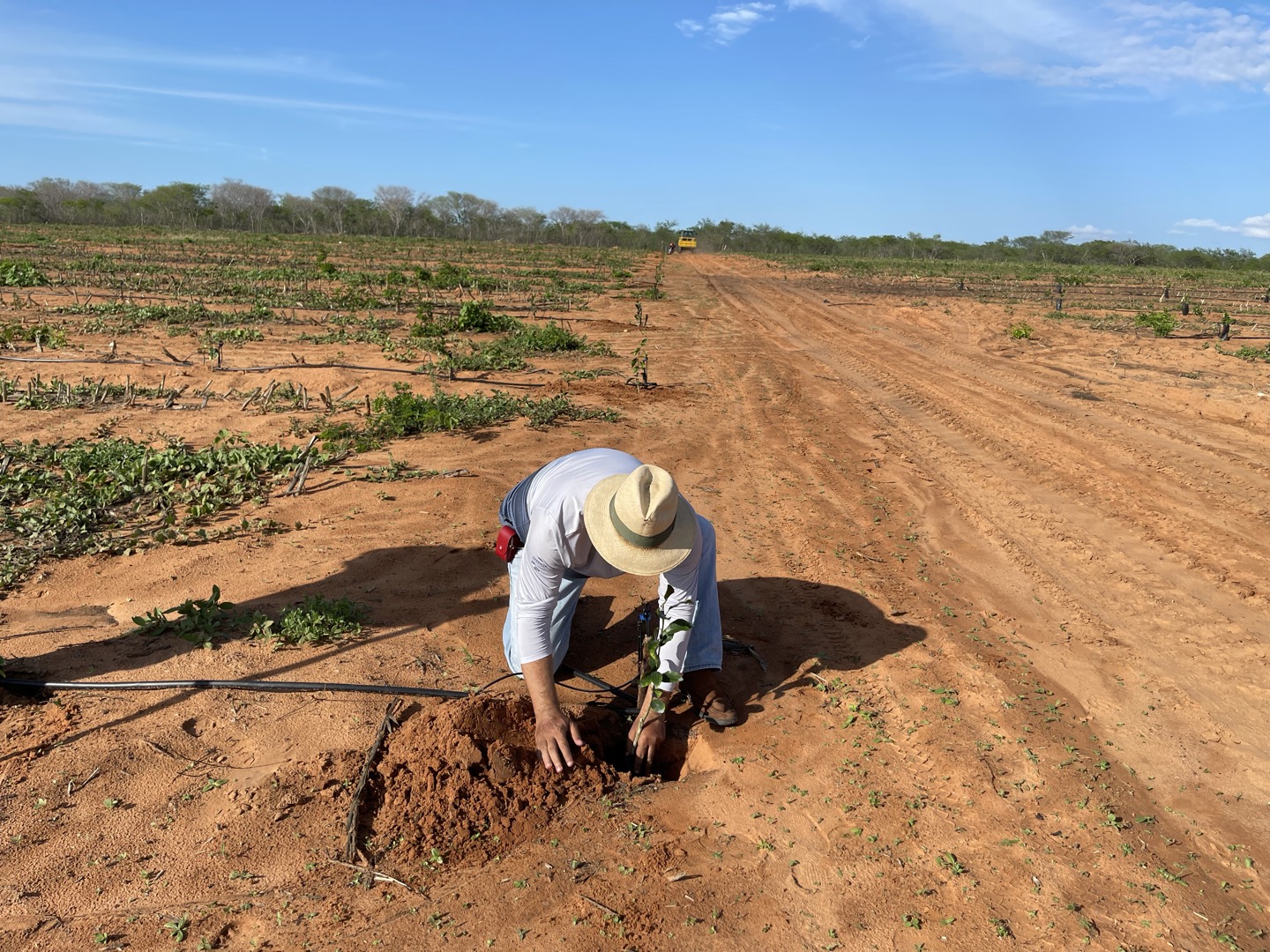 Zé Vieira, proprietário da Fazenda Vilac Citrus, plantando uma muda — 13 de janeiro de 2022.